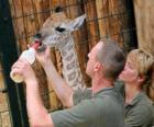 Zookeepers питания жирафа